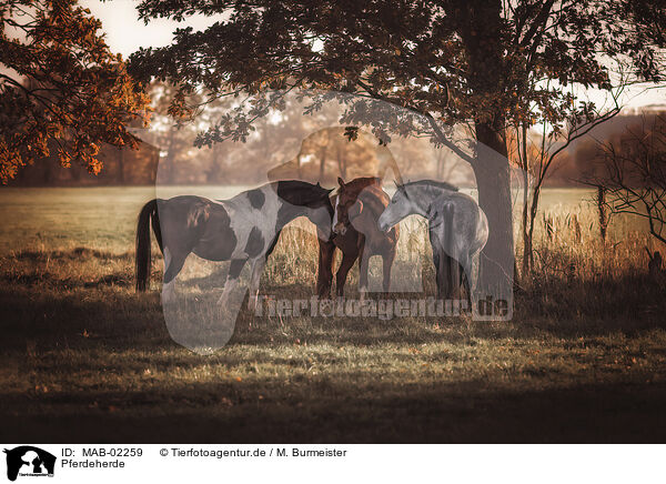 Pferdeherde / herd of horses / MAB-02259