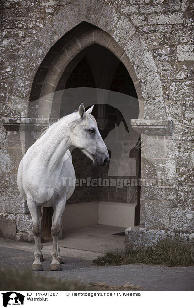 Warmblut / PK-01387