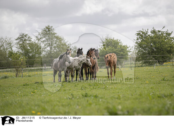 Pferdeherde / herds of horses / JM-11315