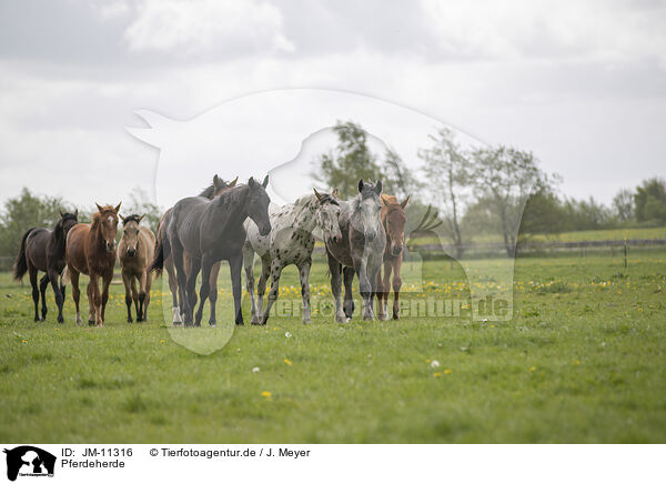 Pferdeherde / herds of horses / JM-11316