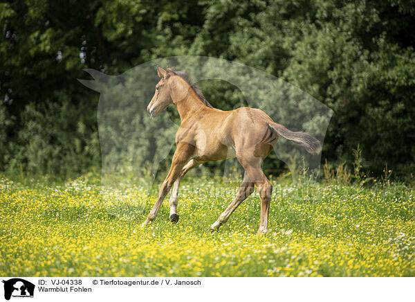Warmblut Fohlen / warmblood foal / VJ-04338