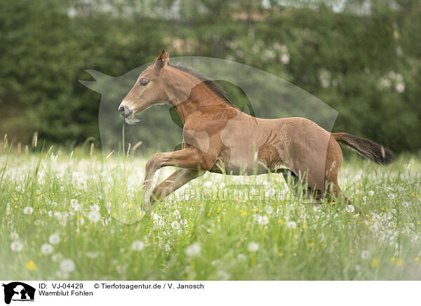 Warmblut Fohlen / warmblood foal / VJ-04429