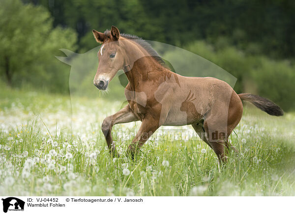 Warmblut Fohlen / warmblood foal / VJ-04452