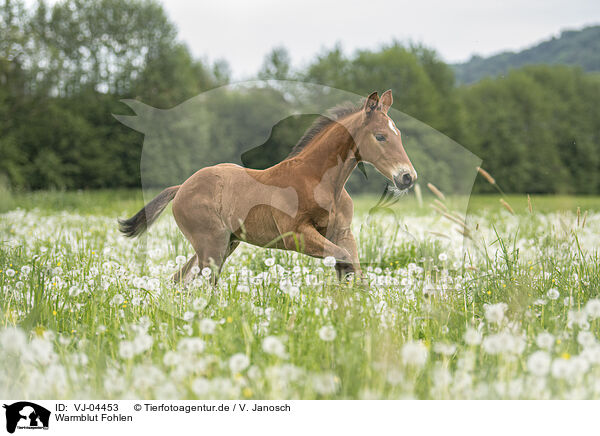 Warmblut Fohlen / warmblood foal / VJ-04453