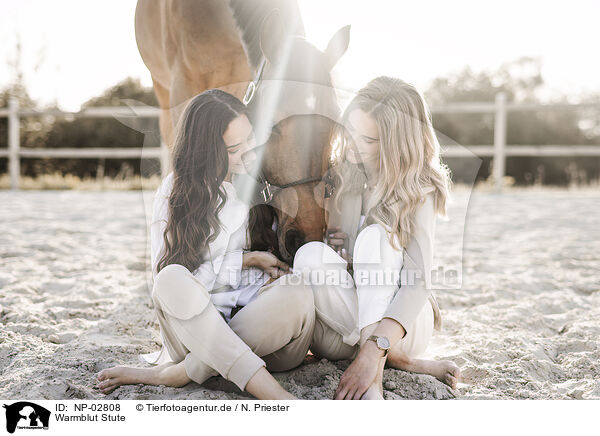 Warmblut Stute / warmblood mare / NP-02808