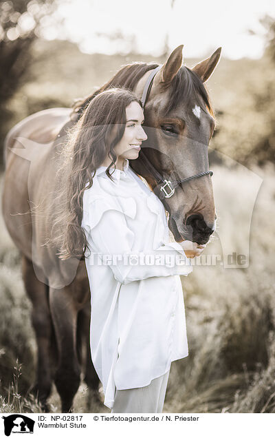 Warmblut Stute / warmblood mare / NP-02817