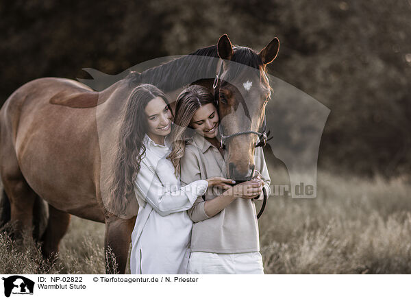 Warmblut Stute / warmblood mare / NP-02822