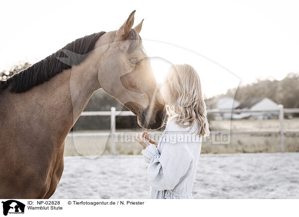 Warmblut Stute / warmblood mare / NP-02828