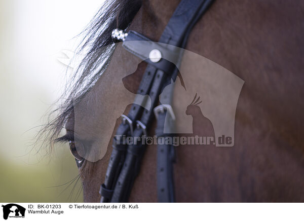 Warmblut Auge / warmblood eye / BK-01203