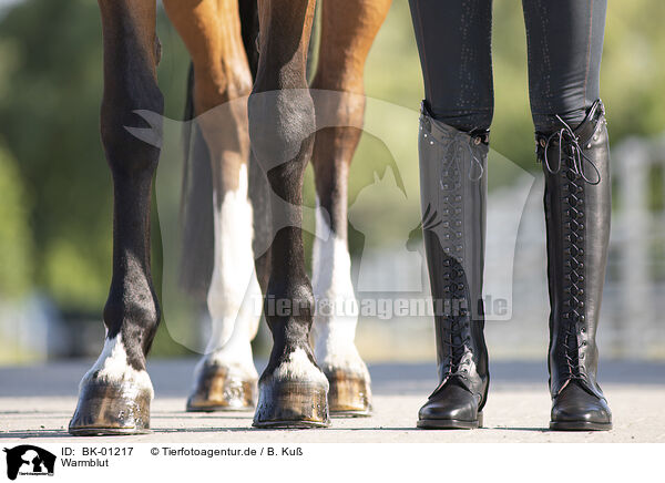 Warmblut / warmblood / BK-01217