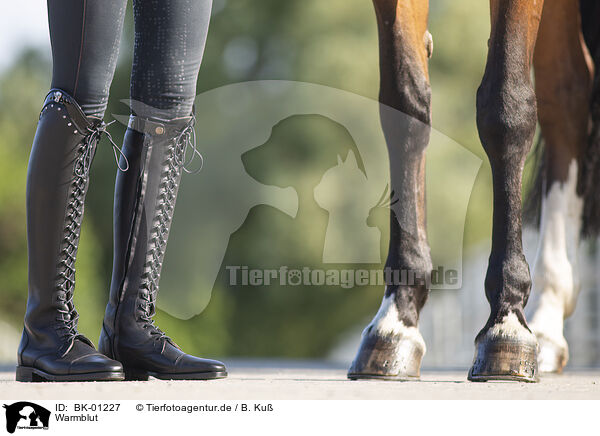 Warmblut / warmblood / BK-01227
