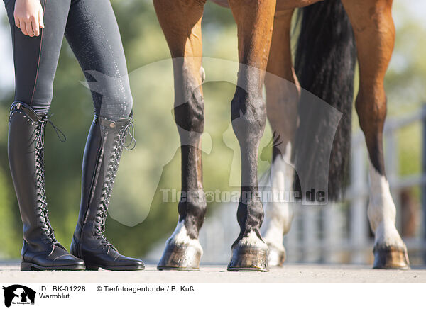 Warmblut / warmblood / BK-01228