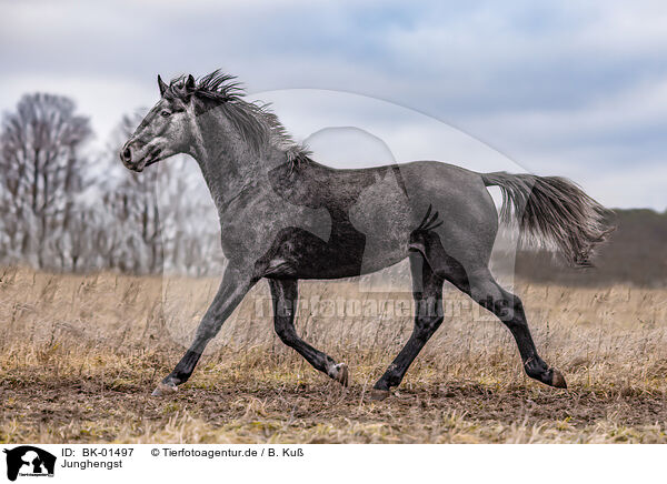 Junghengst / BK-01497