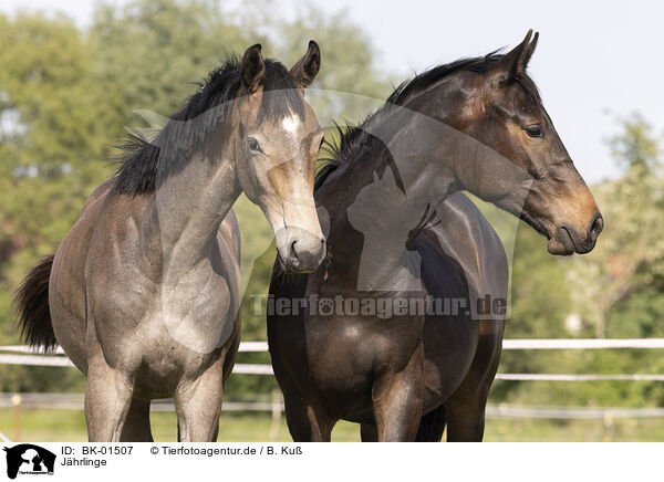 Jhrlinge / BK-01507