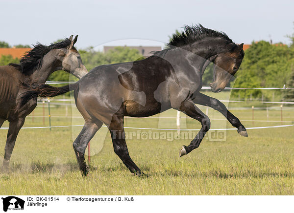 Jhrlinge / BK-01514