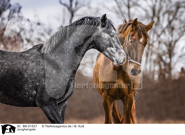 Junghengste / young stallions / BK-01521
