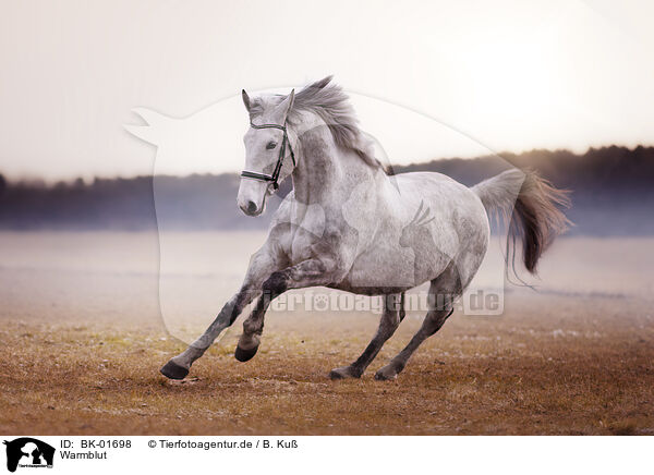 Warmblut / warmblood / BK-01698