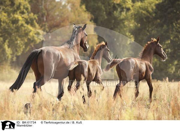 Warmblter / warmbloods / BK-01734