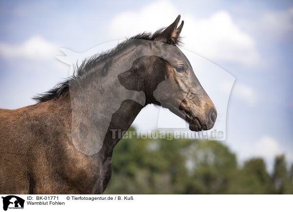 Warmblut Fohlen / warmblood foal / BK-01771