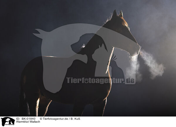 Warmblut Wallach / BK-01840