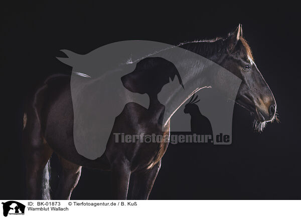 Warmblut Wallach / warmblood gelding / BK-01873