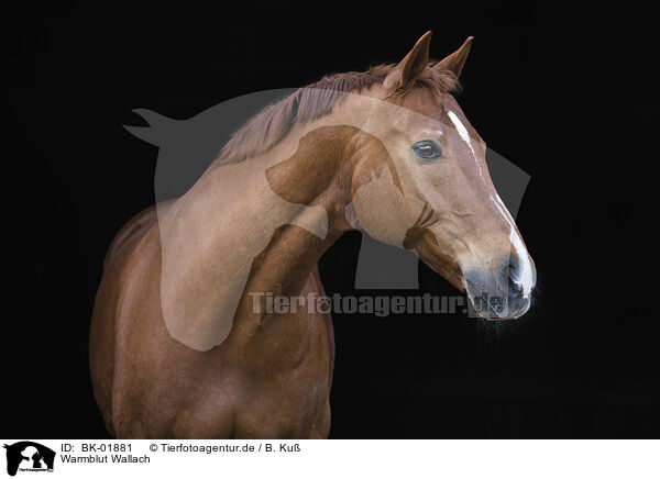 Warmblut Wallach / warmblood gelding / BK-01881