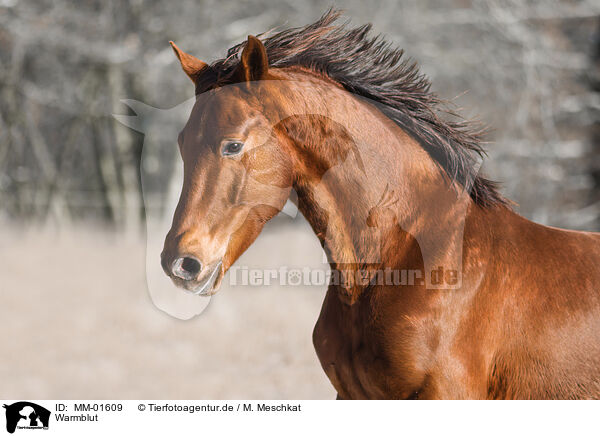 Warmblut / warmblood / MM-01609