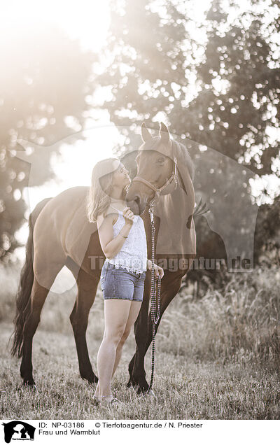 Frau und Warmblut / woman and warmblood / NP-03186