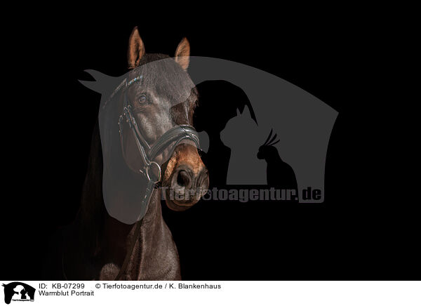 Warmblut Portrait / warmblood portrait / KB-07299