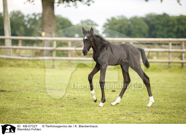 Warmblut Fohlen / warmblood foal / KB-07327