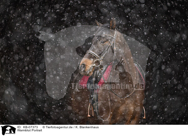 Warmblut Portrait / warmblood portrait / KB-07373