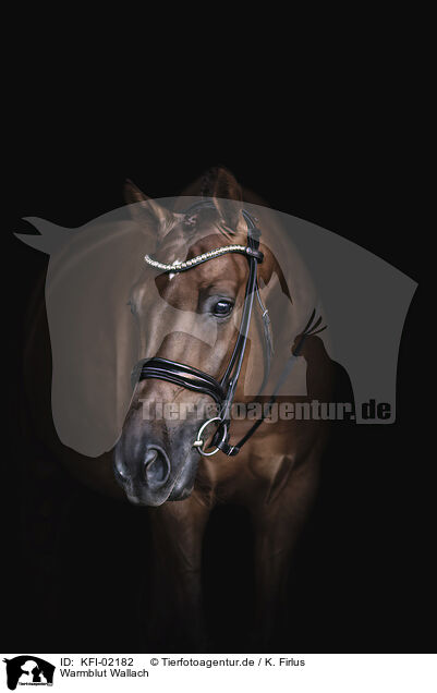 Warmblut Wallach / warmblood gelding / KFI-02182