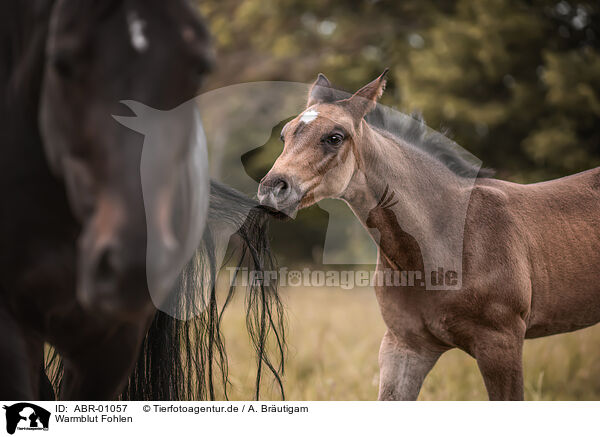 Warmblut Fohlen / ABR-01057