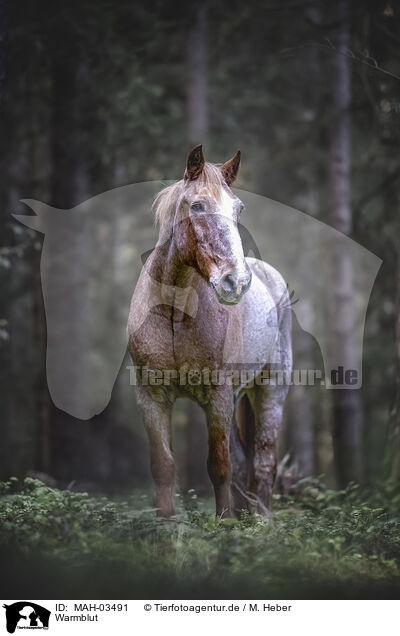 Warmblut / MAH-03491