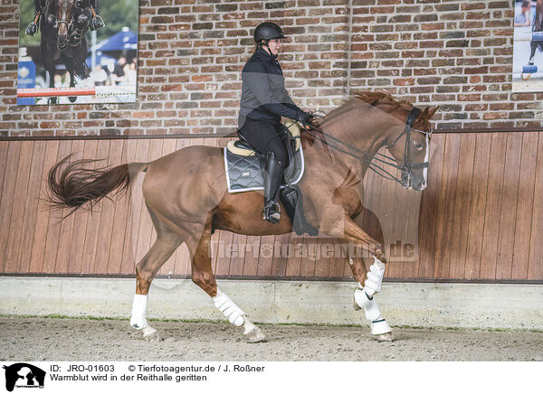 Warmblut wird in der Reithalle geritten / Warmblood with rider / JRO-01603