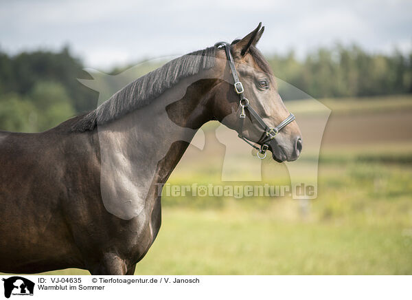 Warmblut im Sommer / warmblood in summer / VJ-04635