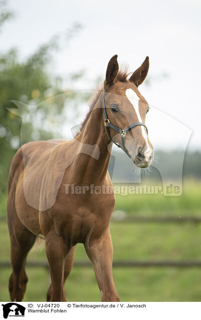 Warmblut Fohlen / warmblood foal / VJ-04720