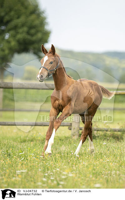 Warmblut Fohlen / warmblood foal / VJ-04732