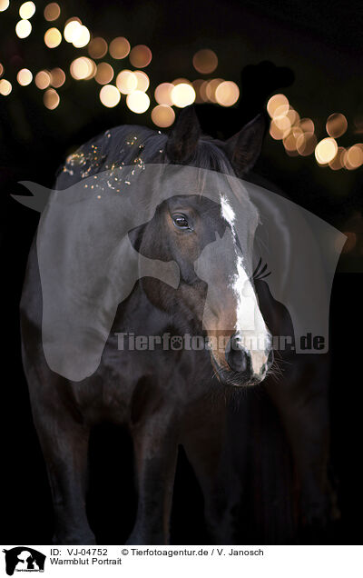 Warmblut Portrait / warmblood portrait / VJ-04752