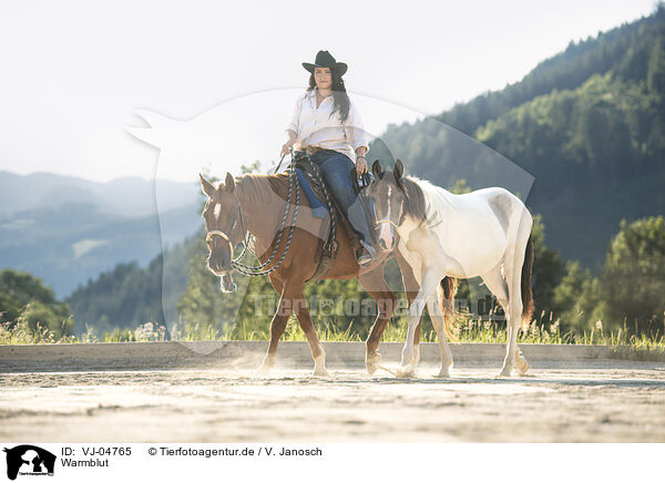Warmblut / VJ-04765