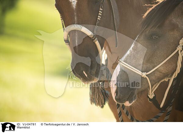 Warmblut / VJ-04781