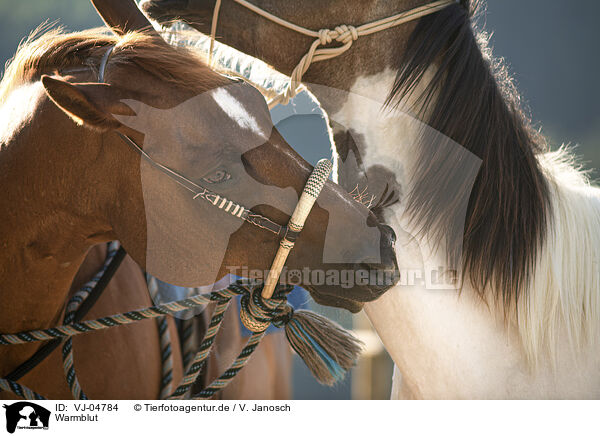 Warmblut / Warmblood / VJ-04784