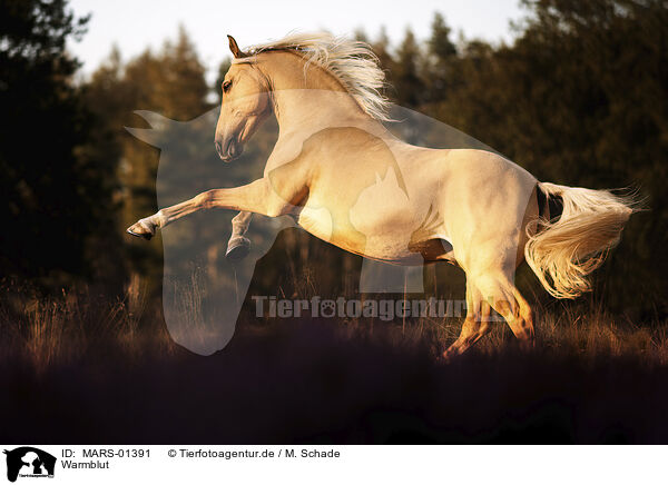 Warmblut / warmblood / MARS-01391