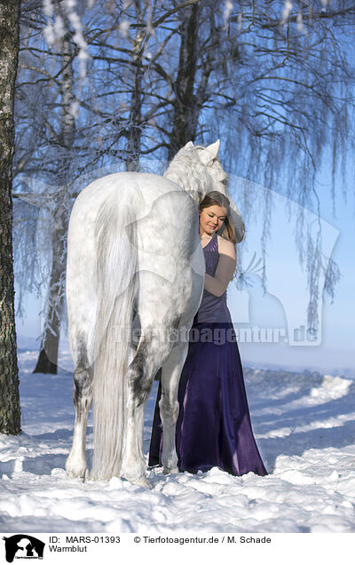 Warmblut / warmblood / MARS-01393