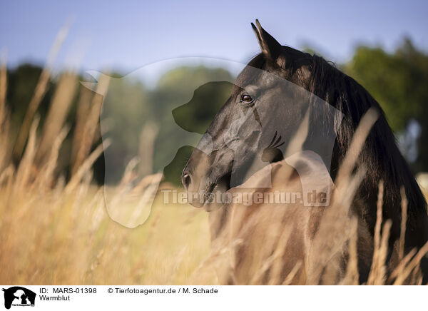 Warmblut / warmblood / MARS-01398