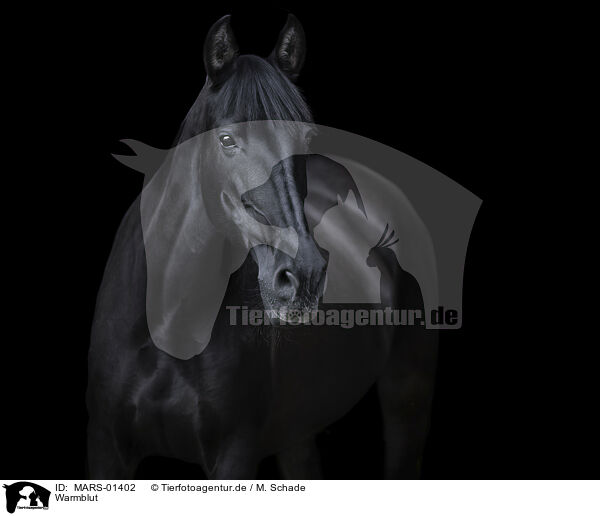 Warmblut / warmblood / MARS-01402