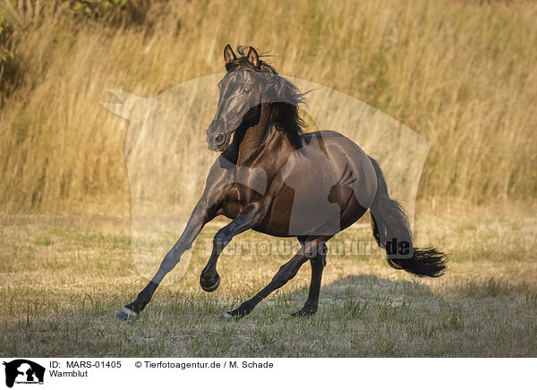 Warmblut / warmblood / MARS-01405
