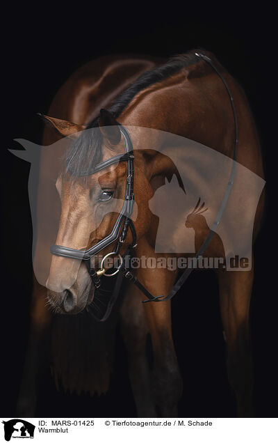 Warmblut / warmblood / MARS-01425
