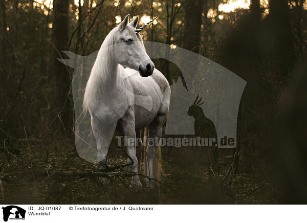 Warmblut / warmblood / JQ-01087