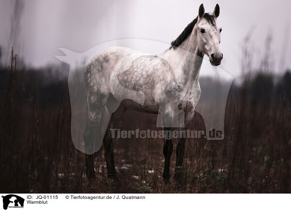 Warmblut / warmblood / JQ-01115